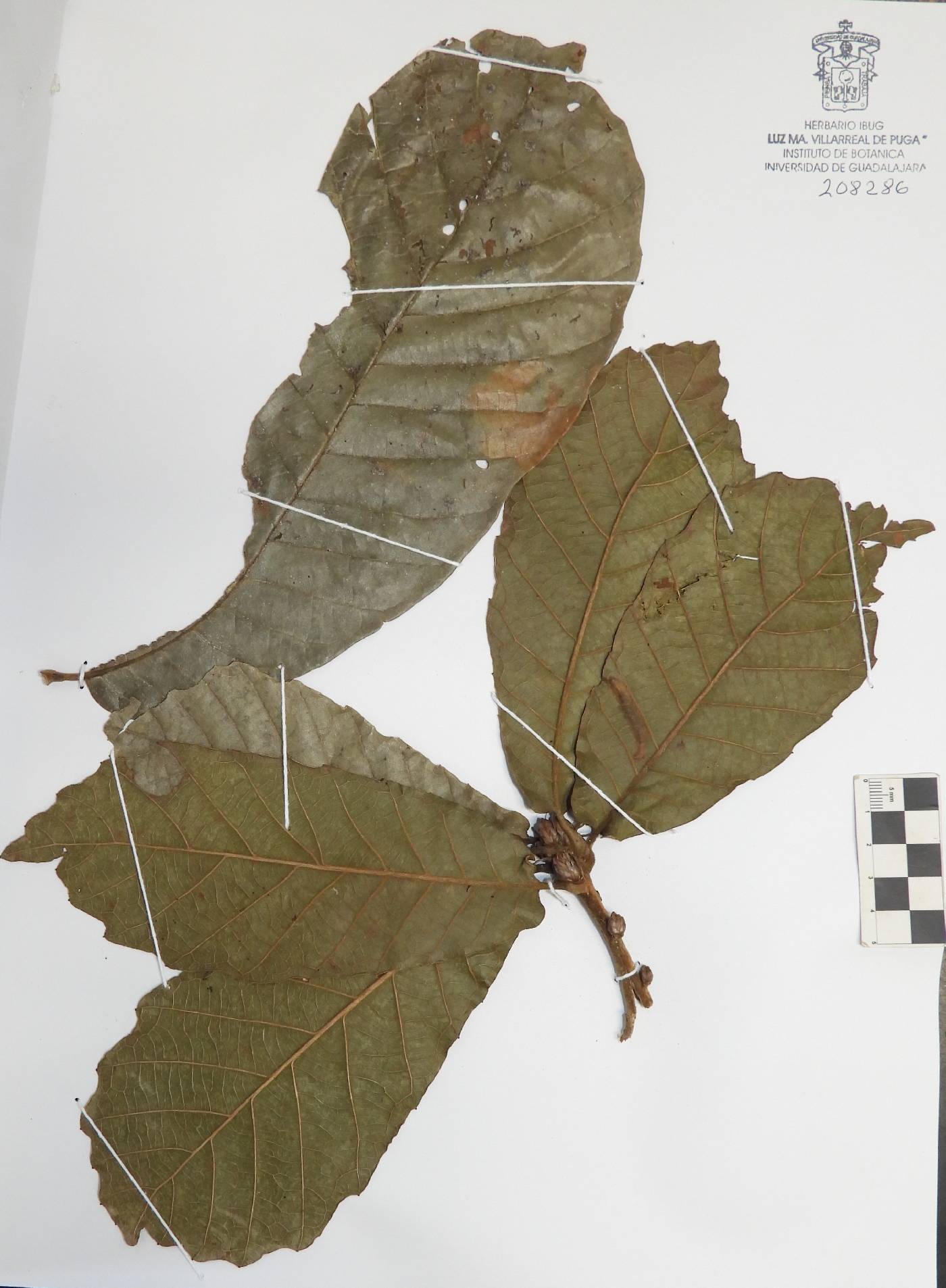 Quercus insignis image