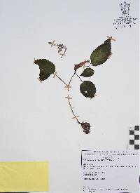 Achimenes antirrhina image