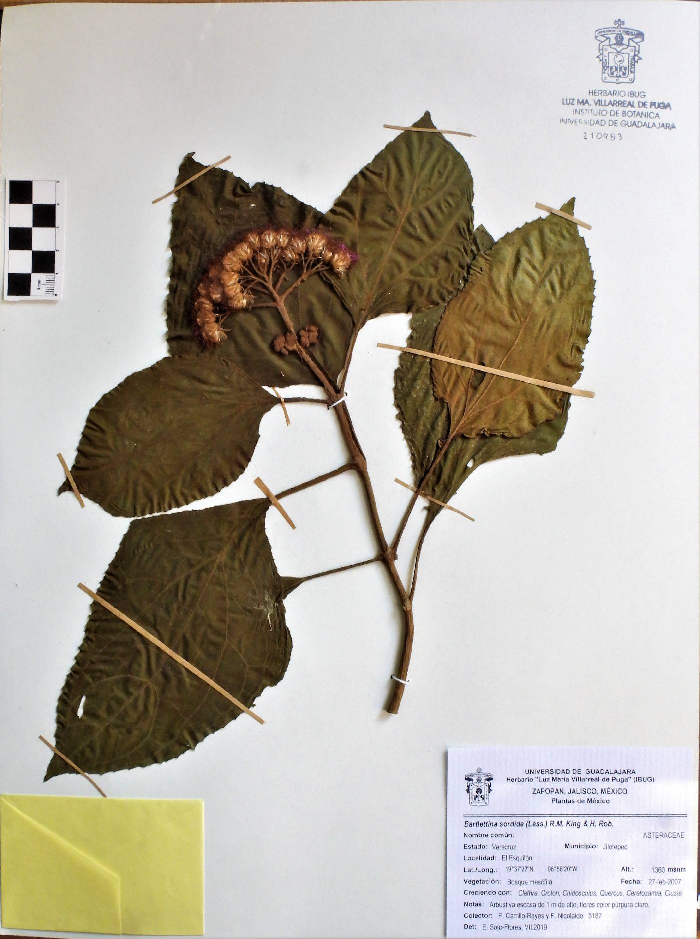 Bartlettina sordida image