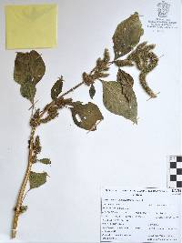 Amaranthus hybridus image