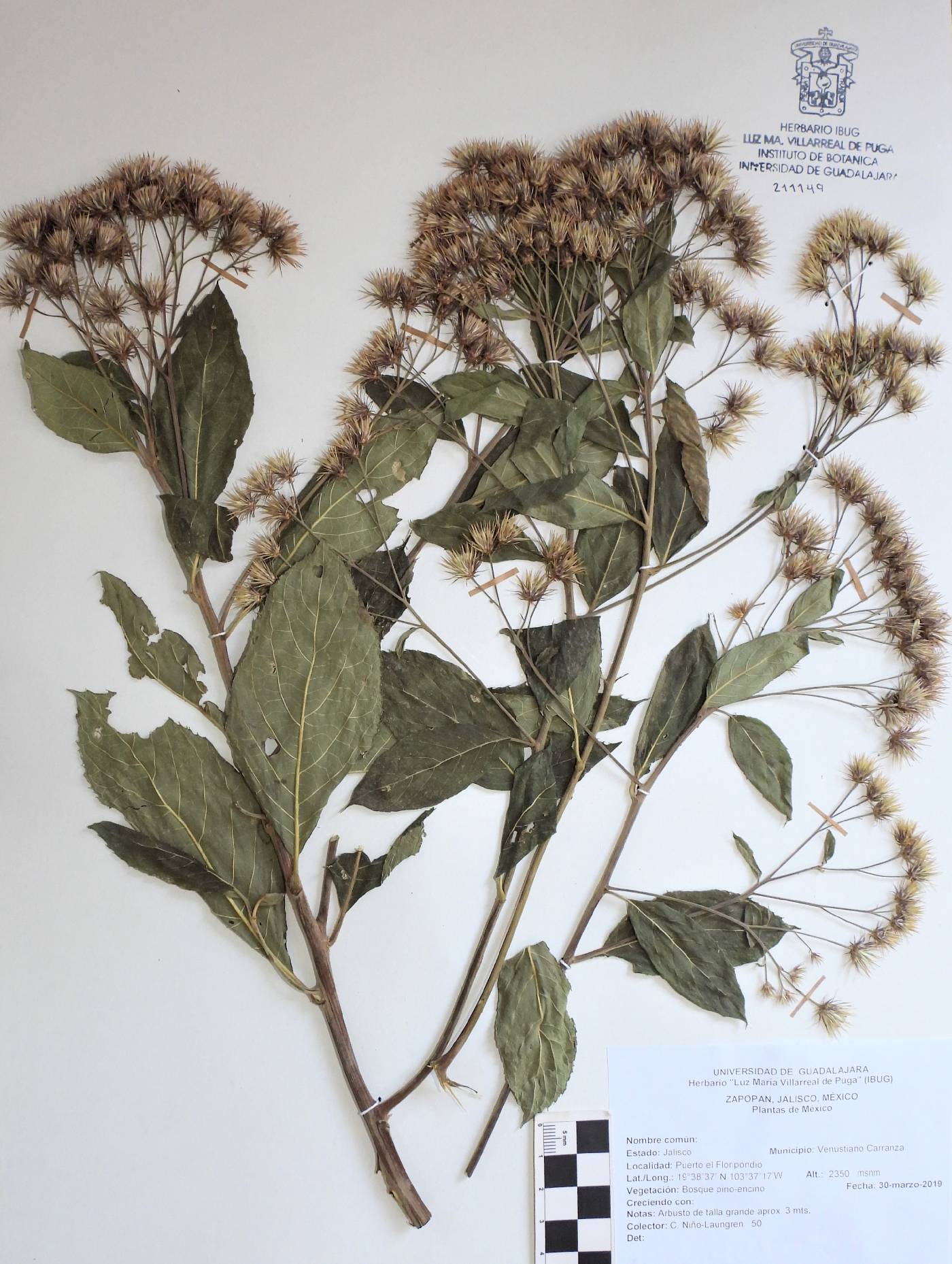 Vernonia bealliae image