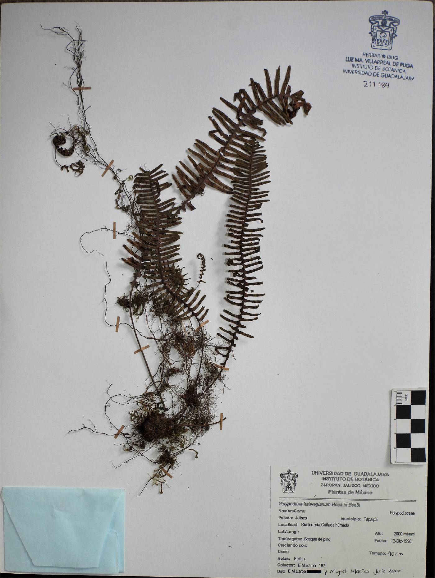 Polypodium hartwegianum image