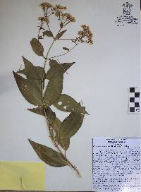 Chromolaena lundellii image