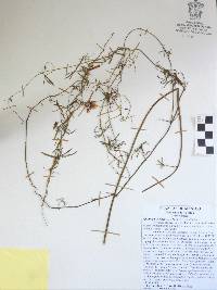 Ipomoea sororia image