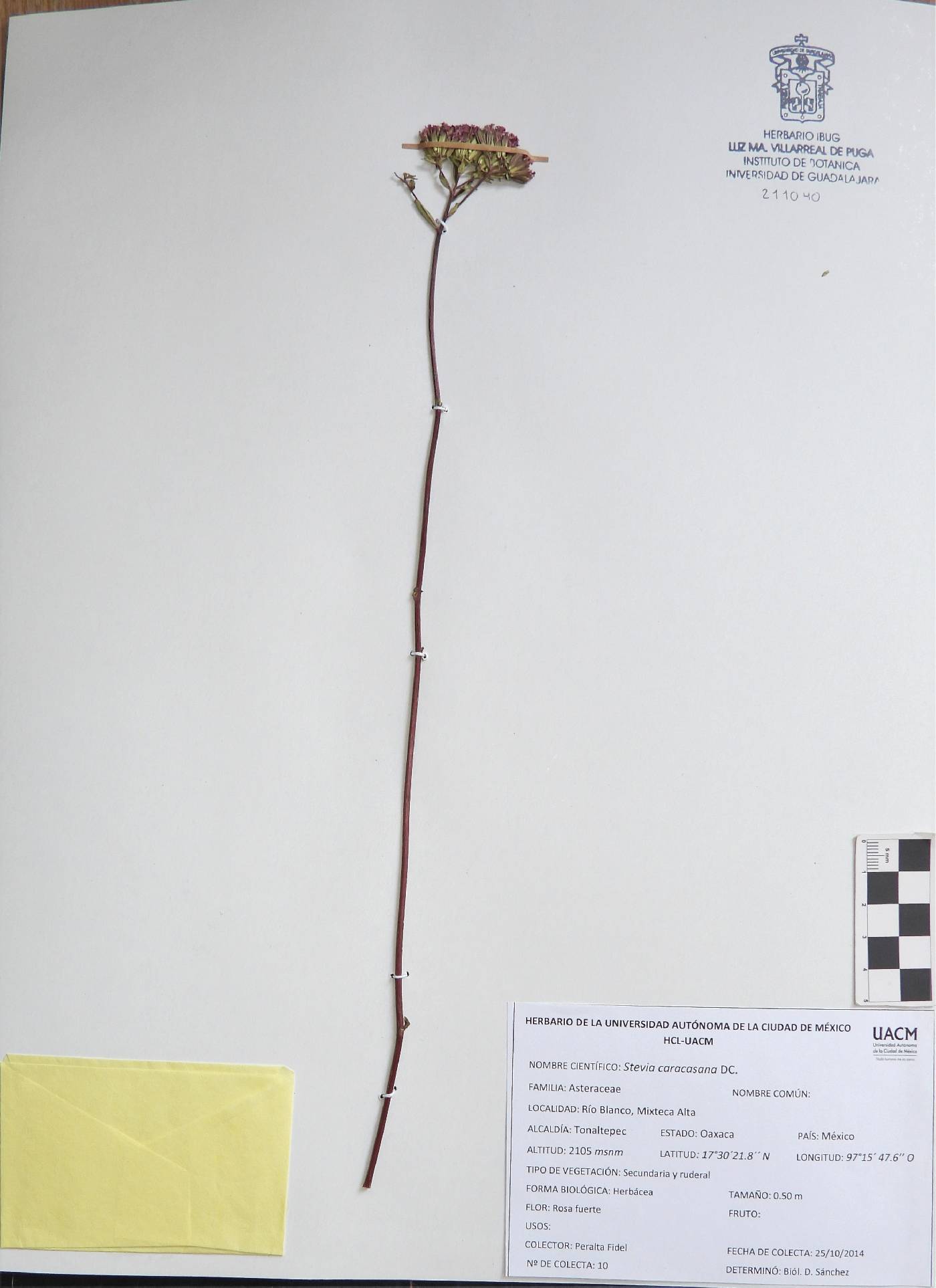Stevia caracasana image