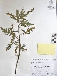 Ambrosia peruviana image