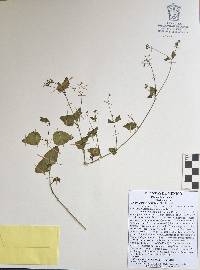 Commicarpus scandens image