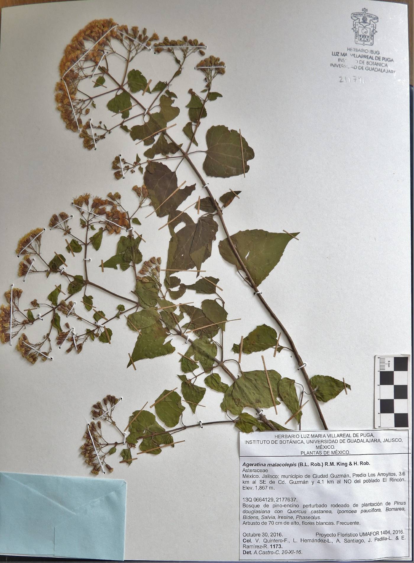 Ageratina malacolepis image