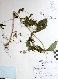 Sigesbeckia agrestis image