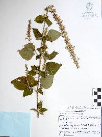 Salvia longispicata image