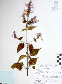 Salvia purpurea image