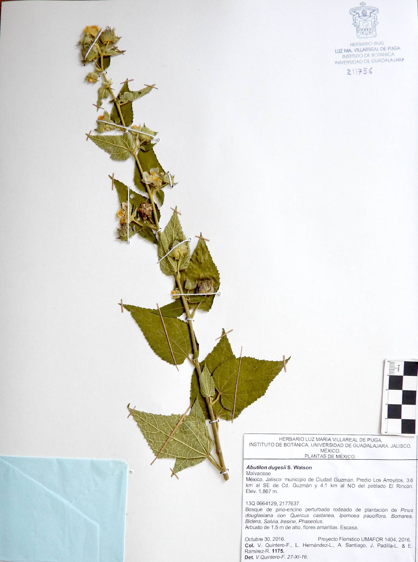 Abutilon dugesii image