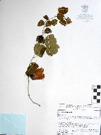 Passiflora filipes image