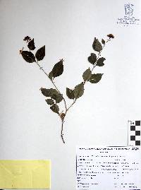 Pisoniella arborescens image