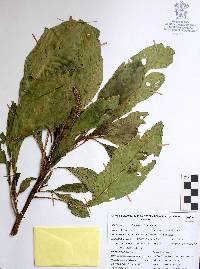Phytolacca icosandra image