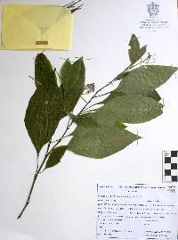 Solanum pubigerum image