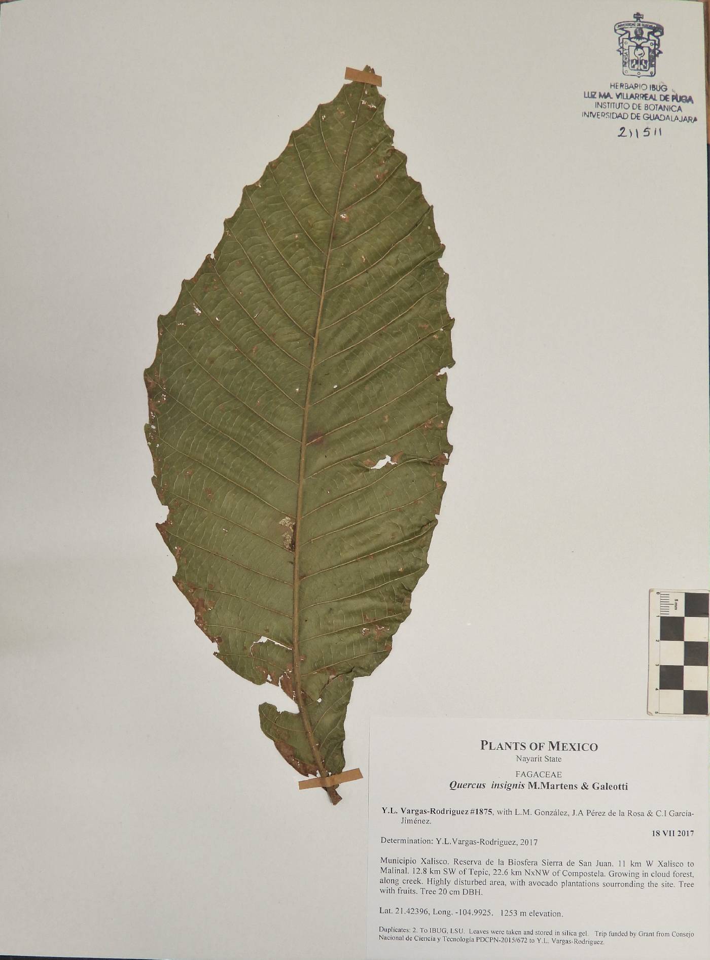 Quercus insignis image