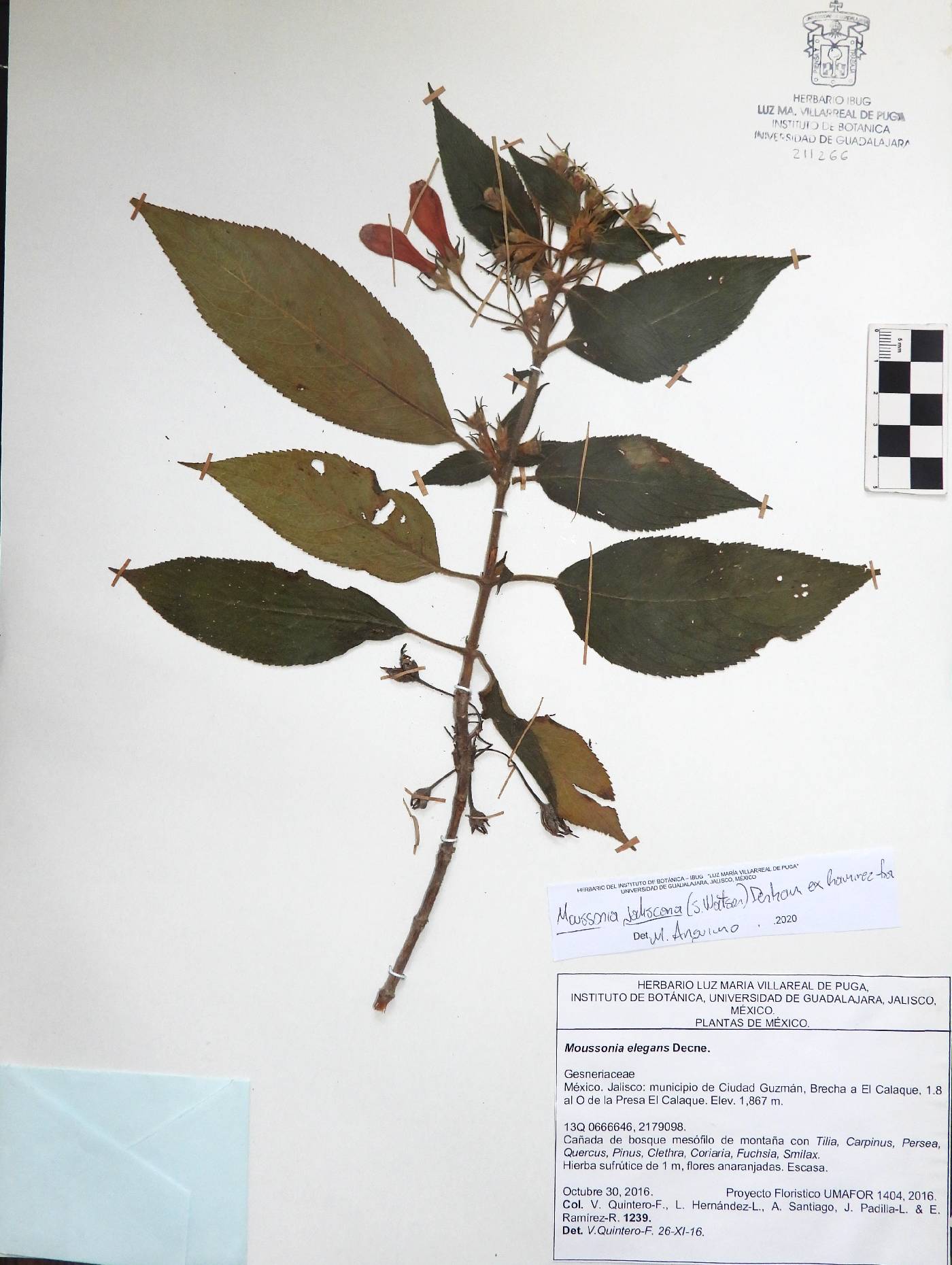 Moussonia jaliscana image