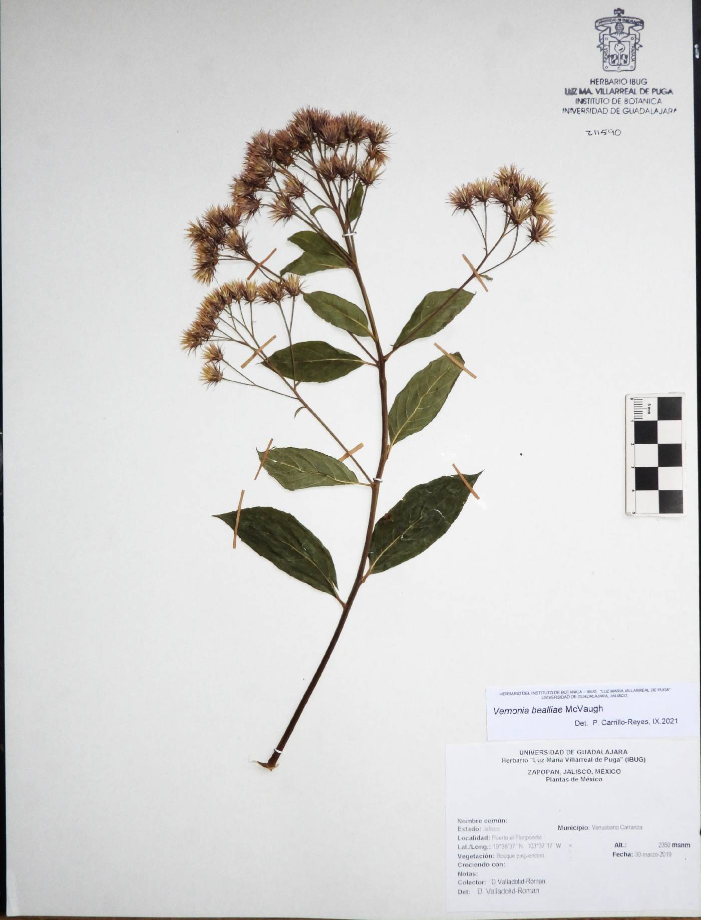 Vernonia bealliae image