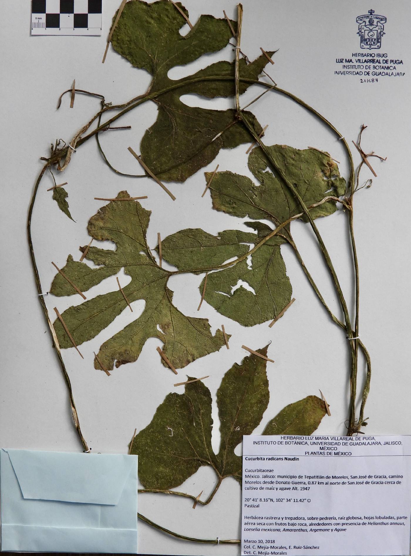 Cucurbita radicans image