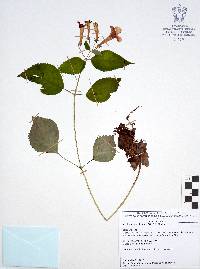 Achimenes antirrhina image