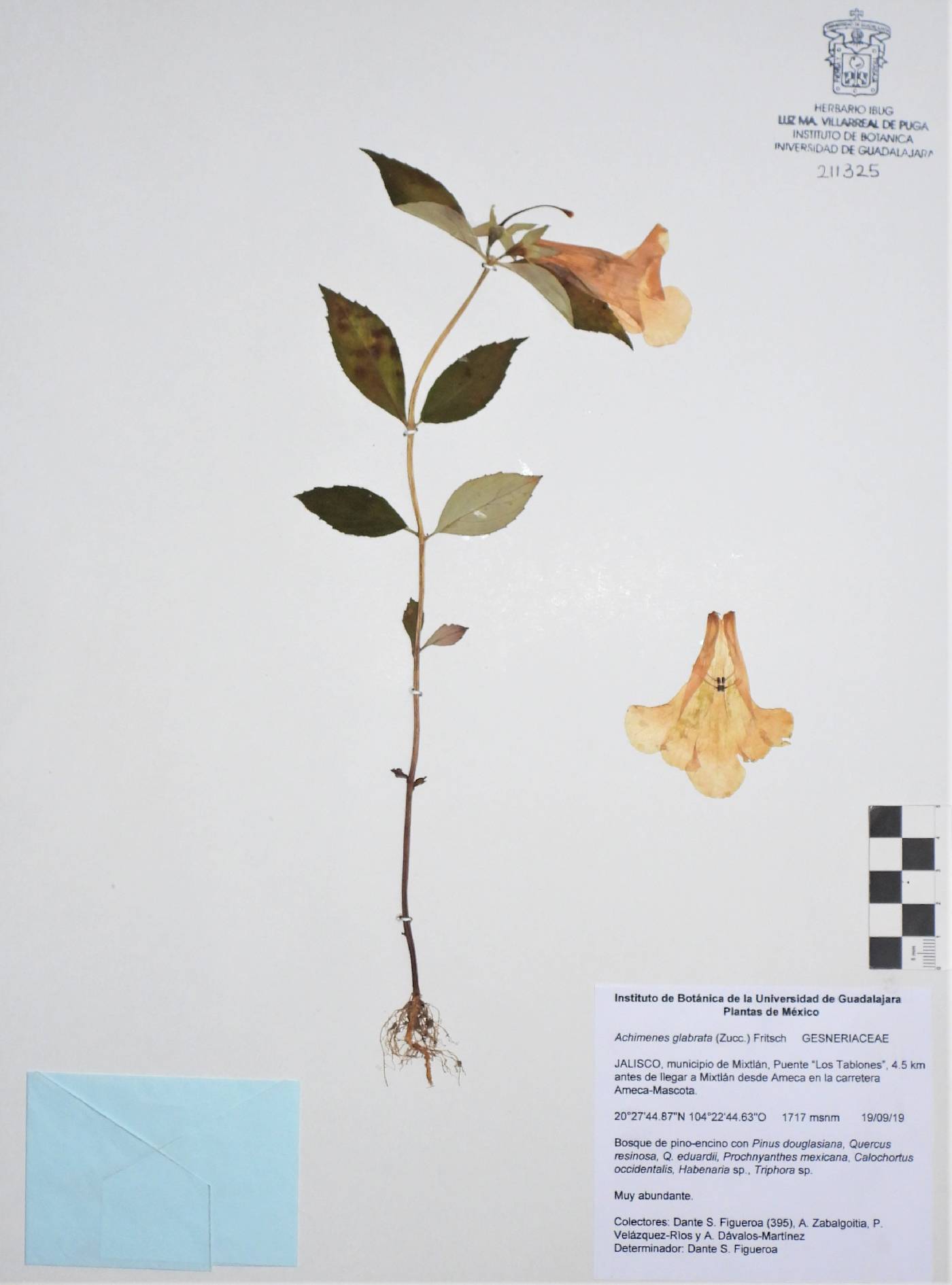 Achimenes glabrata image