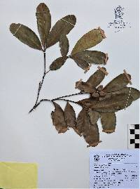 Quercus sapotifolia image