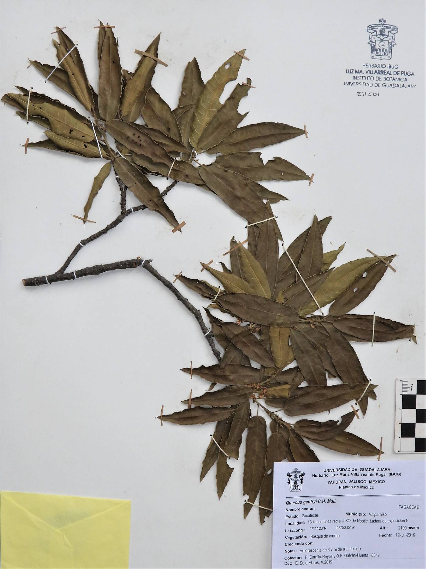 Quercus gentryi image