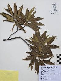 Quercus gentryi image