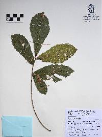 Quercus peduncularis image