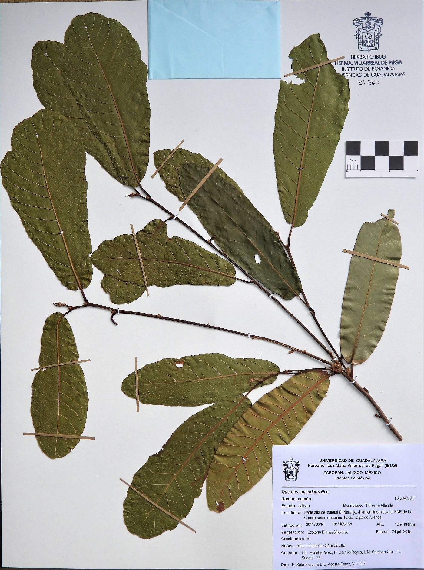 Quercus splendens image