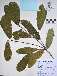 Quercus splendens image