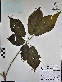 Tabebuia donnell-smithii image