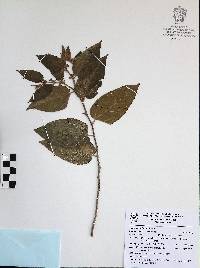 Trema micrantha image