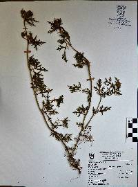 Glandularia bipinnatifida var. bipinnatifida image