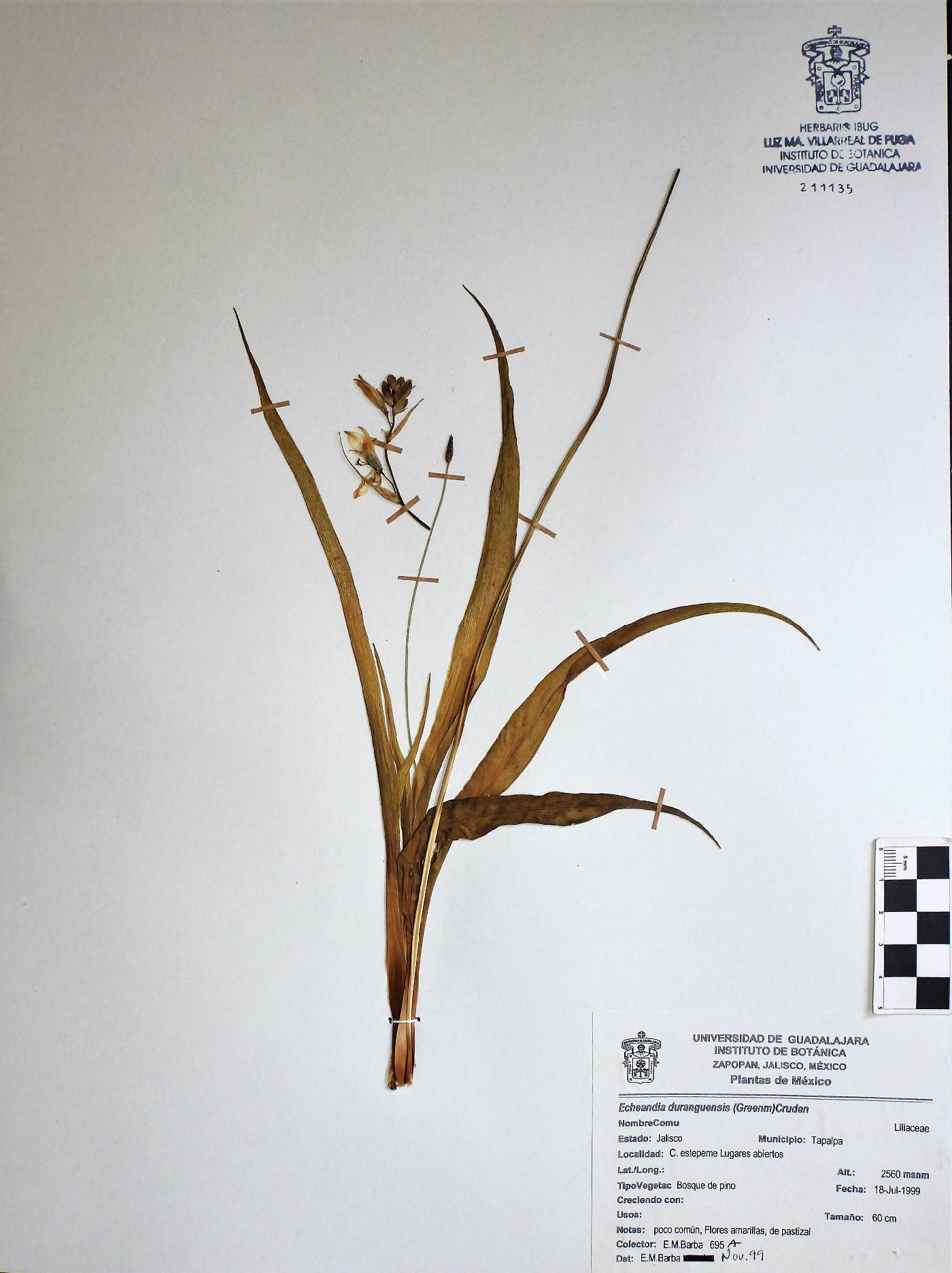 Echeandia durangensis image