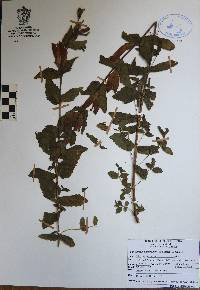 Lamourouxia macrantha image
