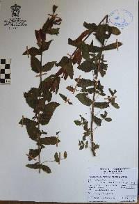 Lamourouxia macrantha image