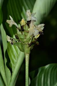 Goeppertia atropurpurea image