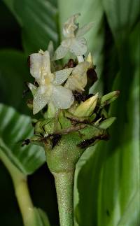 Goeppertia atropurpurea image