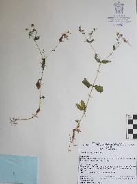 Sigesbeckia agrestis image