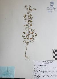 Euphorbia subreniformis image