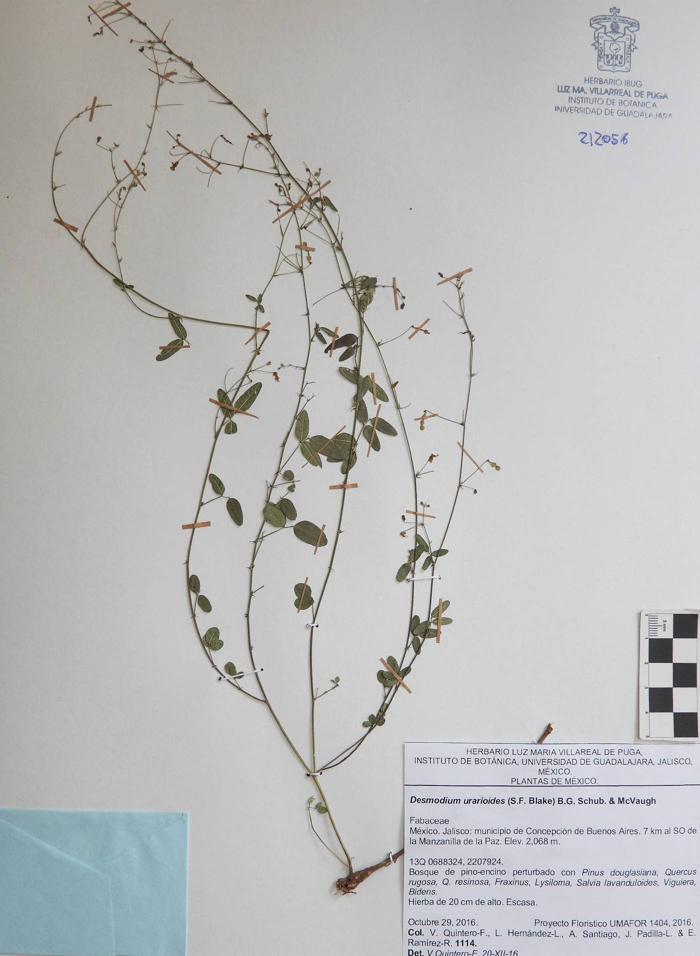 Desmodium urarioides image