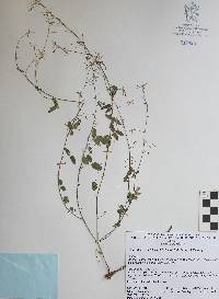 Desmodium urarioides image