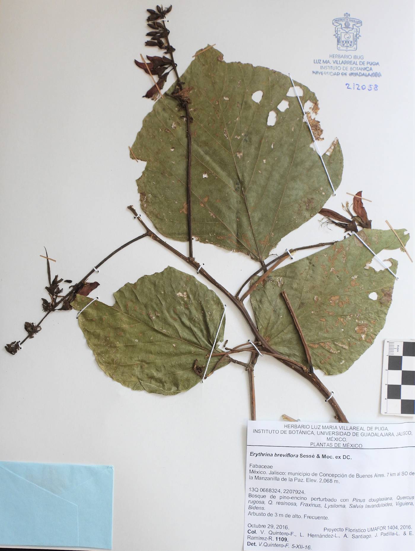 Erythrina breviflora image