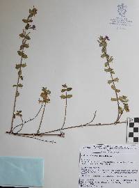 Lythrum vulneraria image