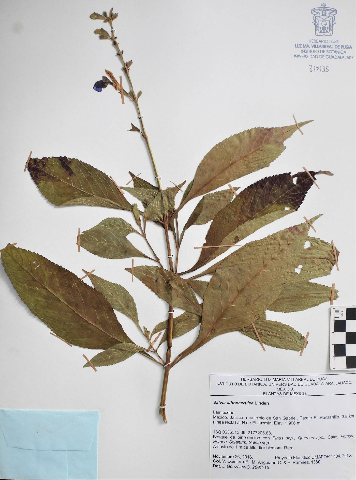 Salvia albocaerulea image