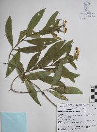 Image of Verbesina angustifolia