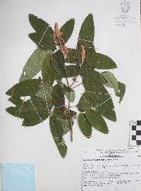 Desmodium sumichrastii image