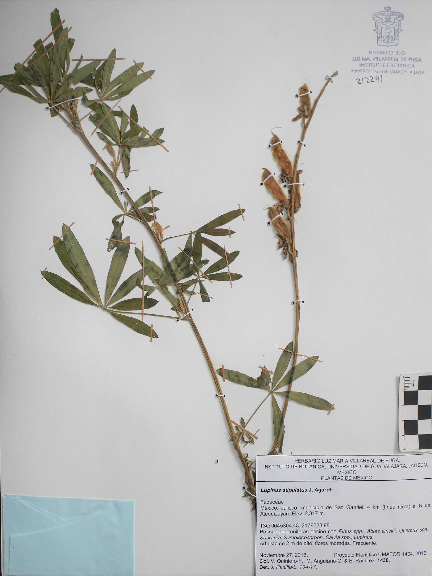Lupinus stipulatus image